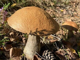 Ferienhaus Tösse Außenaufnahme 18