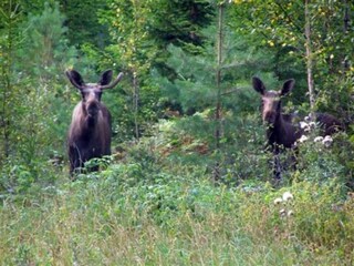 Ferienhaus Vänersborg  13