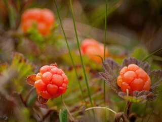 Holiday house Storuman Outdoor Recording 2