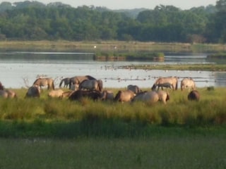 Naturschutzgebiet Geltinger Birk mit den Koniks