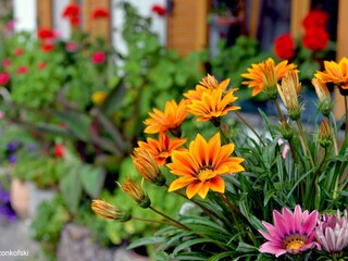 Appartamento per vacanze Kiens Registrazione all'aperto 13