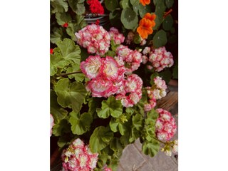 Appartamento per vacanze Kiens Registrazione all'aperto 15