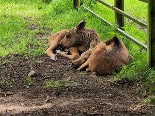 Maison de vacances Höör  31