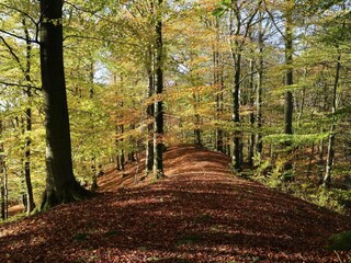 Ferienhaus Höör  37