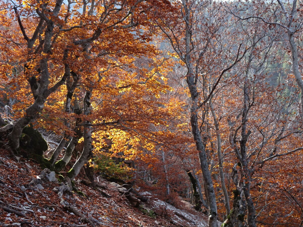 Herbst im Ventoux