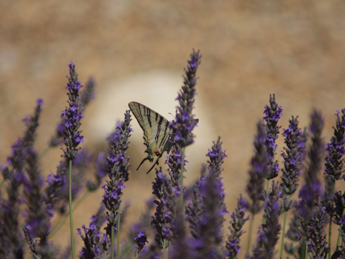 Sommer im Garten