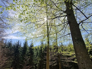 Ferienhaus Höör  19