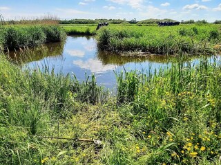 Vakantiehuis Billund  4