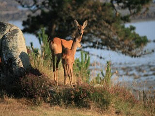 Casa per le vacanze Trébeurden Ambiente 16