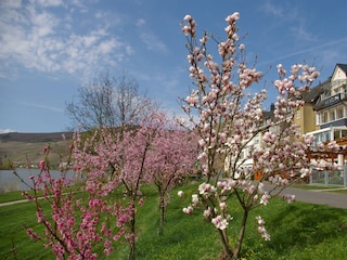 Holiday apartment Zell Mosel Environment 36