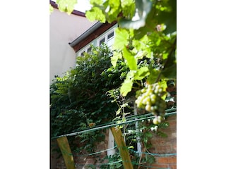 Wein im Garten