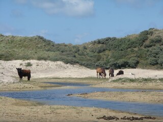 Casa per le vacanze Midsland Ambiente 26