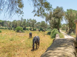 Villa Cala Blanca Buitenaudio-opname 35