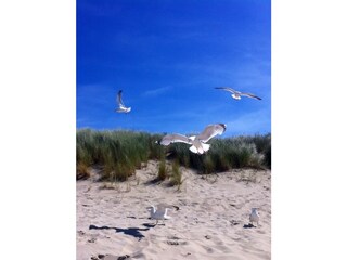 Vakantiehuis Kamperland Omgeving 30