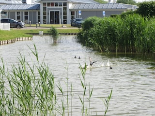Enten vom Garten aus zu sehen