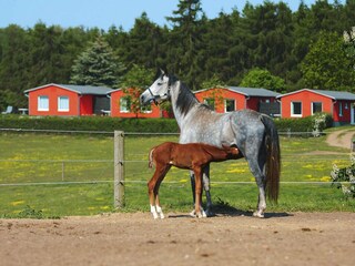 Casa per le vacanze Lohmen in Mecklenburg Registrazione all'aperto 4