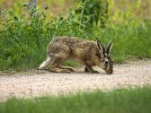 Vakantiehuis Lohmen in Mecklenburg Buitenaudio-opname 1