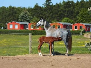 Ferienhaus Lohmen in Mecklenburg Außenaufnahme 7