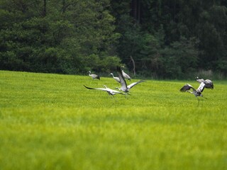 Holiday house Lohmen in Mecklenburg Outdoor Recording 4