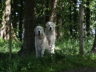 Vakantiehuis Lohmen in Mecklenburg Omgeving 21
