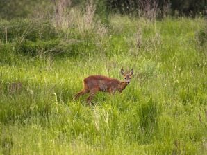 Ferienhaus am Garder See Inselblick