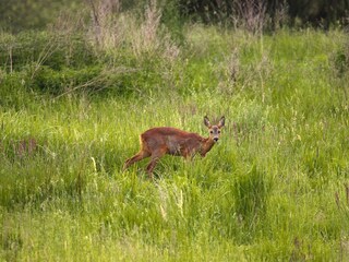 Casa per le vacanze Lohmen in Mecklenburg Registrazione all'aperto 2