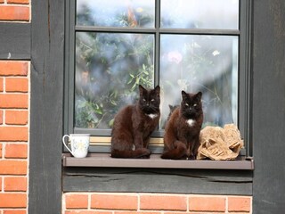Casa per le vacanze Lohmen in Mecklenburg Ambiente 38