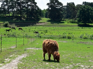Ferienhaus Lohmen in Mecklenburg Umgebung 43