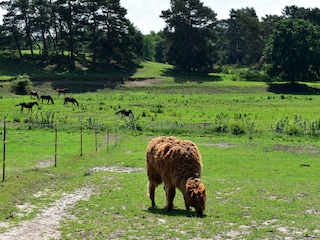 Casa de vacaciones Lohmen in Mecklenburg Entorno 44