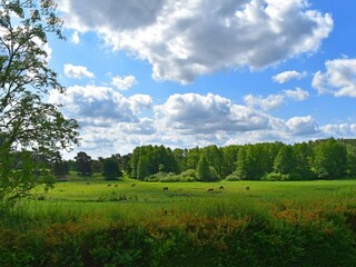 Ferienhaus Lohmen in Mecklenburg Außenaufnahme 4
