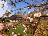 Die Kirschblüte hat begonnen, bald folgt die Rapsblüte.