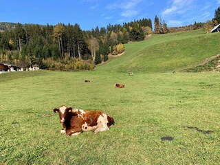 Appartement Mühlbach im Pinzgau  37