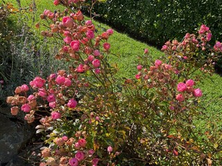 Rosen ringsum