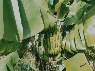 Casa per le vacanze Porto da Cruz Registrazione all'aperto 11