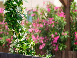 Parc de vacances Kiotari  35