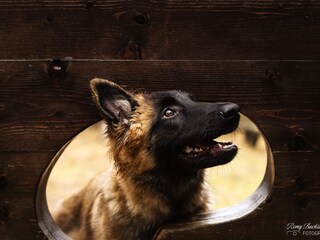 Hunde sind herzlich willkommen