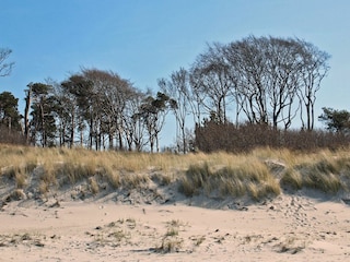 Your Darß vacation: Enjoy nature on the West Beach