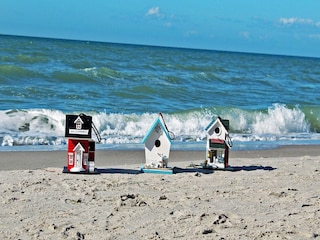 Your Darß holiday: Experience the forest & West Beach