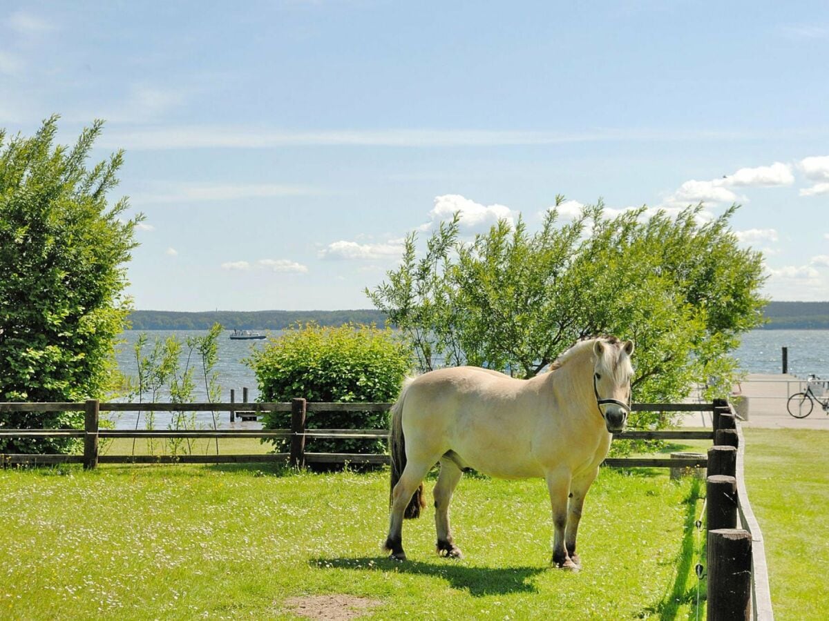 Ferienhaus Plau am See  36