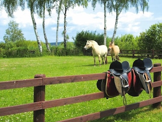 Ferienhaus Plau am See  35