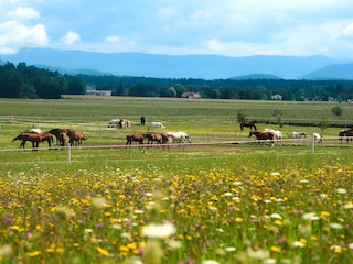 ... und das  sind eure Aussichten!