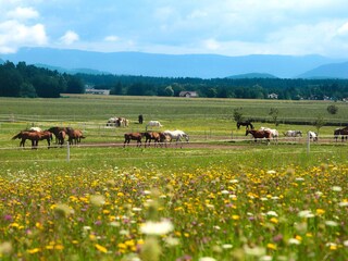 Appartamento per vacanze Unterburg - Klopeiner See  33
