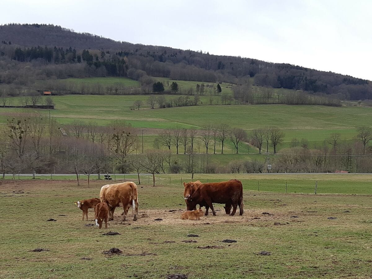 und wieder Kühe