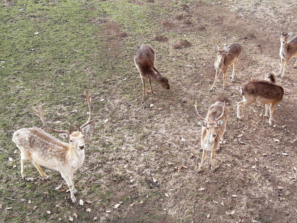 eine Damwildherde