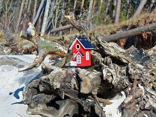 Dein Darß Urlaub: Wald & Weststrand erleben