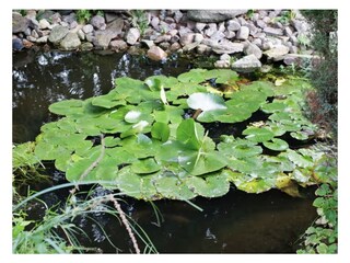 Teich im Innenhof
