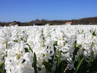 Casa per le vacanze Noordwijk Ambiente 26