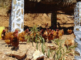 Vakantiepark Bali auf Kreta Omgeving 26