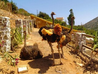 Vakantiepark Bali auf Kreta Omgeving 25