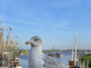 Casa per le vacanze Greetsiel Ambiente 25